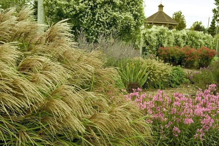 Miscanthus sinensis Purpurascens