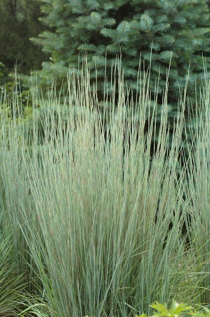 Schizachyrium scoparium The Blues