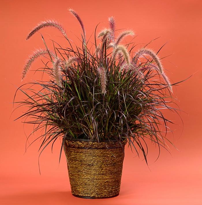 Pennisetum setaceum Rubrum