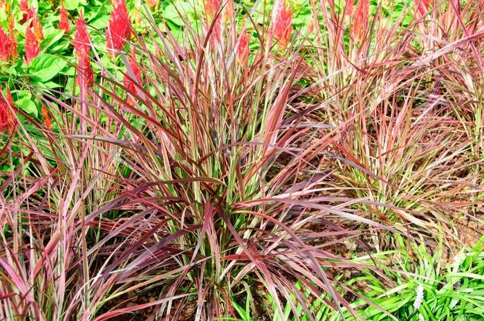 Pennisetum setaceum ; Fireworks