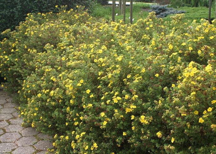 Potentilla fruticosa Goldfinger