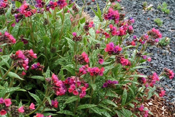 Pulmonaria saccharata Raspberry Splash