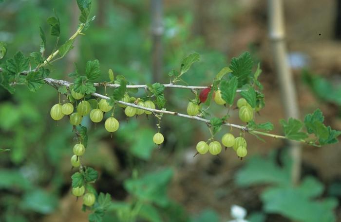 Ribes uva-crispa Pixwell