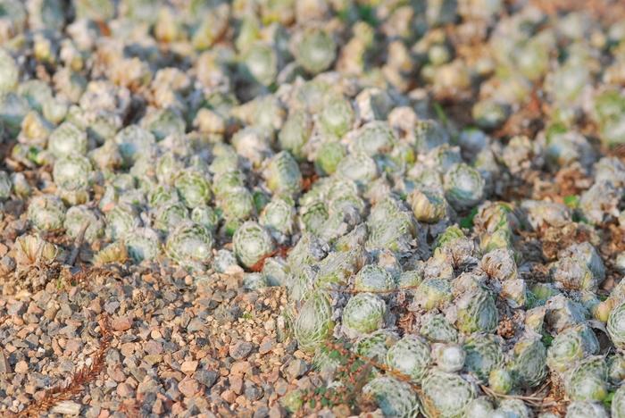 Sempervivum arachnoideum Cobweb