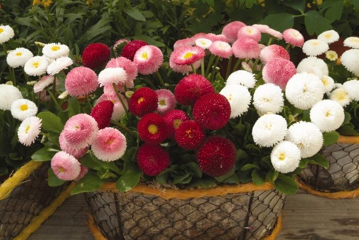 Bellis perennis Bellissima™ 'Mixture' - English Daisy Mix from Willowbrook Nurseries