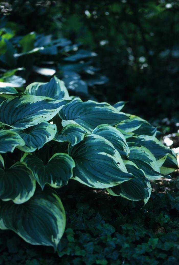 Hosta Fortunei Aureomarginata