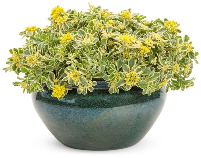 Sedum Rock 'N Low® Boogie Woogie