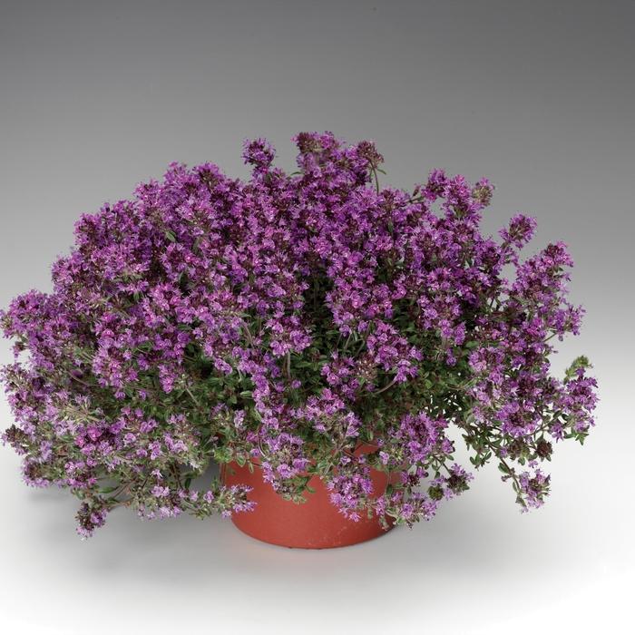 Thymus praecox Coccineus