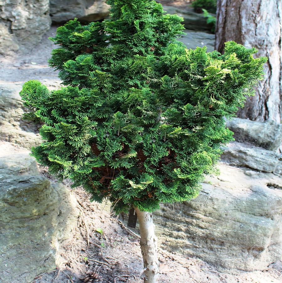 Chamaecyparis obtusa 'Nana Gracilis' - Dwarf Hinoki False Cypress from Willowbrook Nurseries