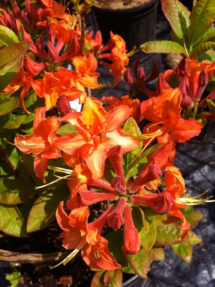 Rhododendron Northern Lights hybrid Mandarin Lights