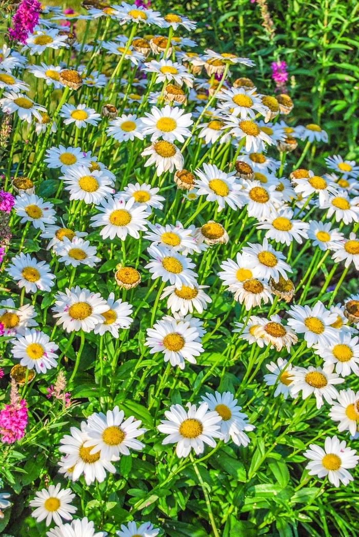 Leucanthemum x superbum Snow Lady