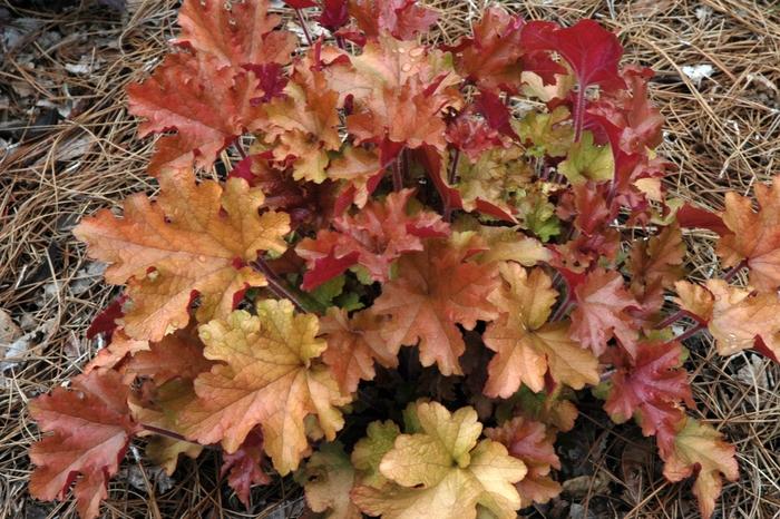 Heuchera Lime Marmalade™