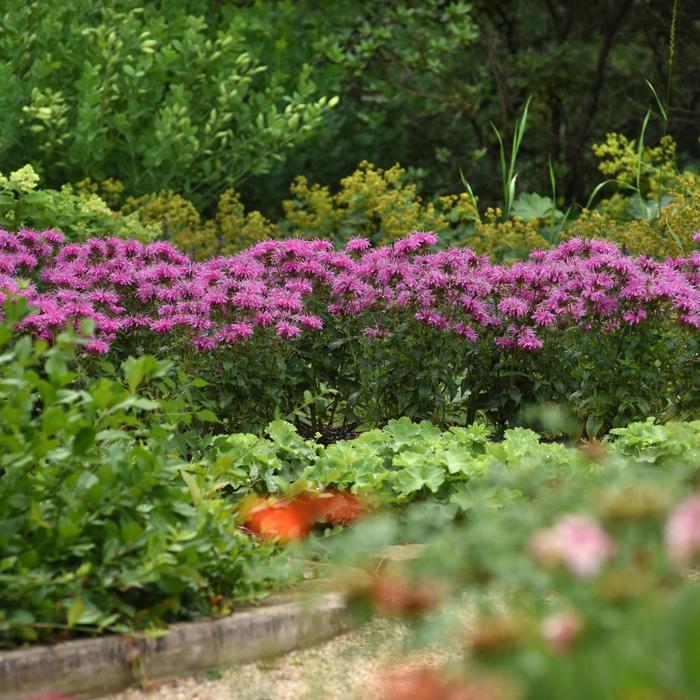 Monarda didyma BeeMine™ Pink