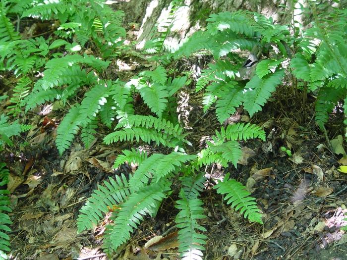 Polystichum acrostichoides 