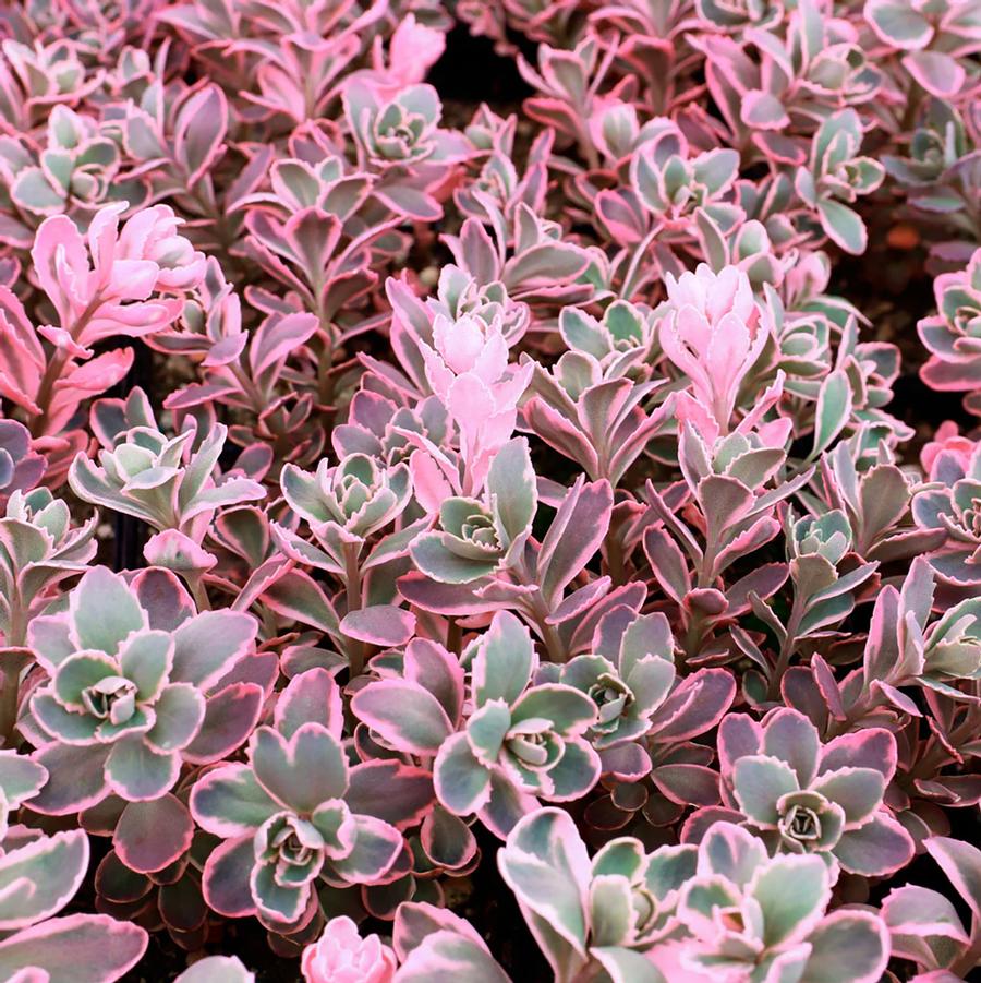 Sedum Sunsparkler® 'Dream Dazzler' - Dream Dazzler Stonecrop from Willowbrook Nurseries