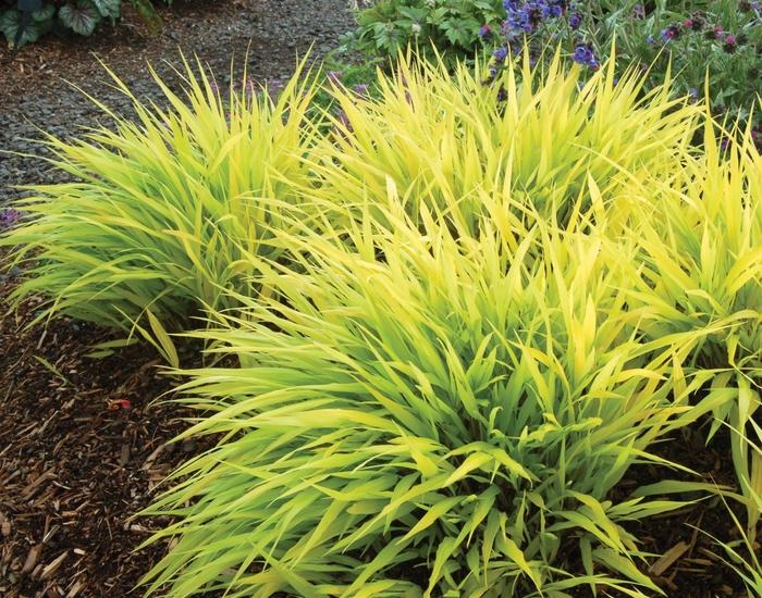 Hakonechloa macra All Gold