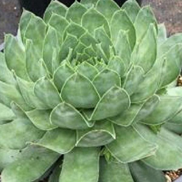 Sempervivum Supersemp® 'Emerald' - Emerald Hens and Chicks from Willowbrook Nurseries