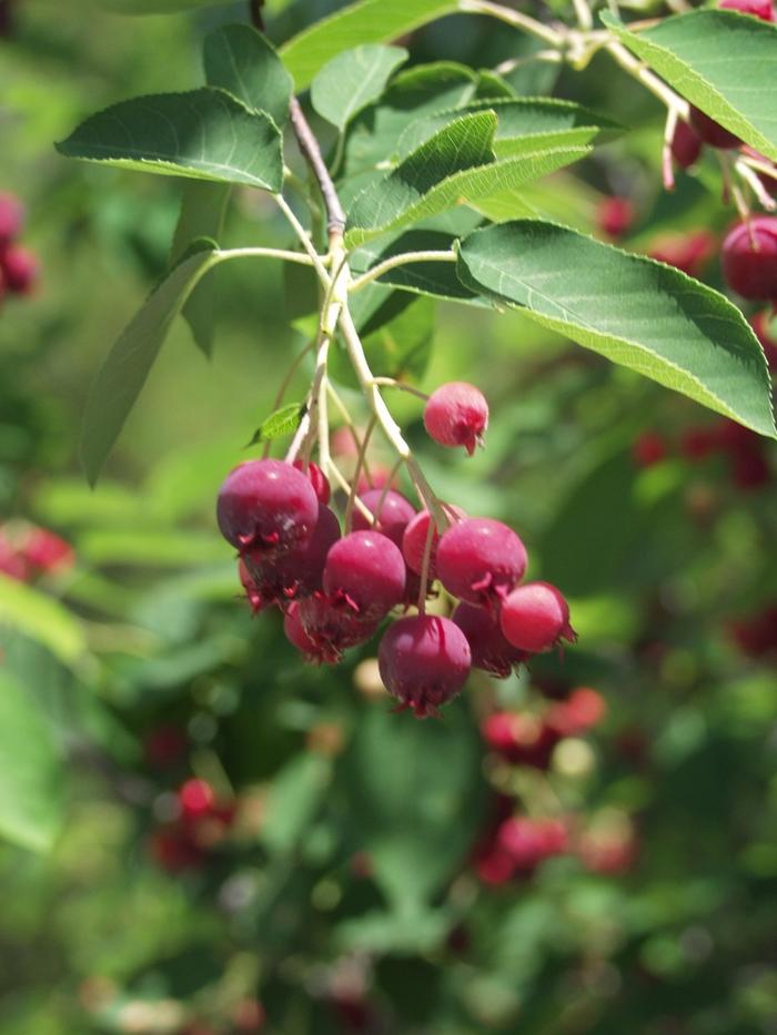 Amelanchier x grandiflora Autumn Brilliance™