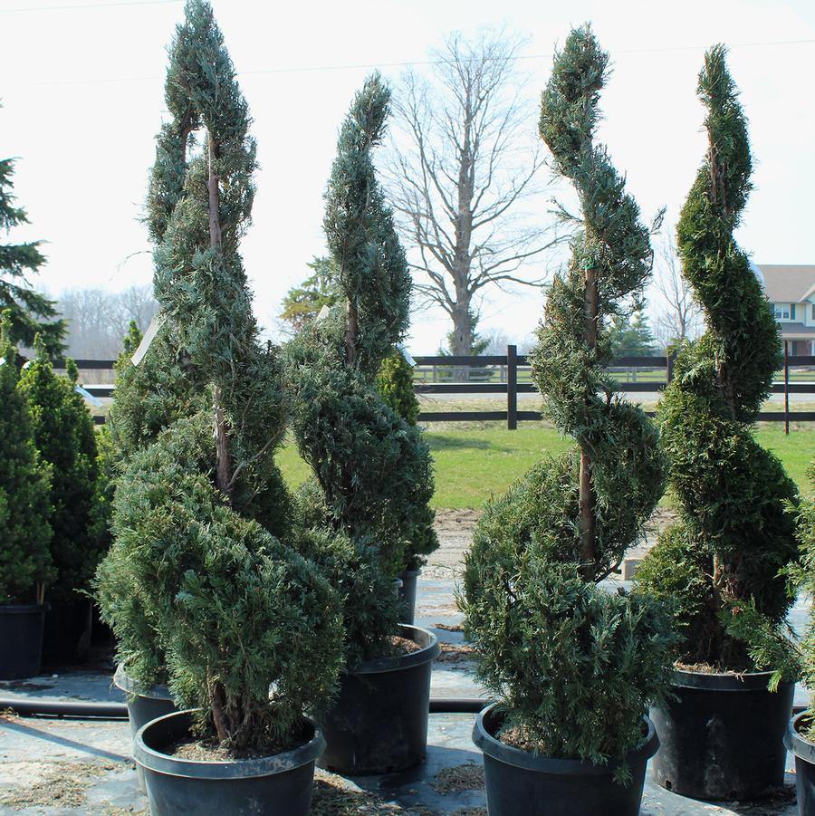 Juniperus scopulorum 'Wichita Blue' - Wichita Blue Juniper from Willowbrook Nurseries