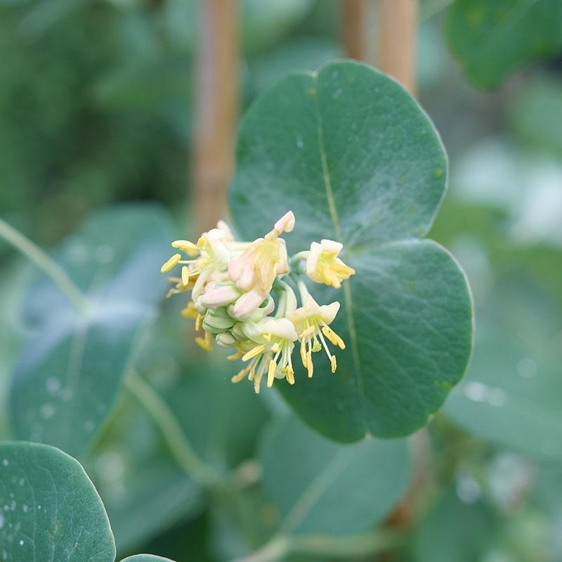 Lonicera reticulata x prolifera 'Kintzley's Ghost®' - Kintzley's Ghost Honeysuckle from Willowbrook Nurseries