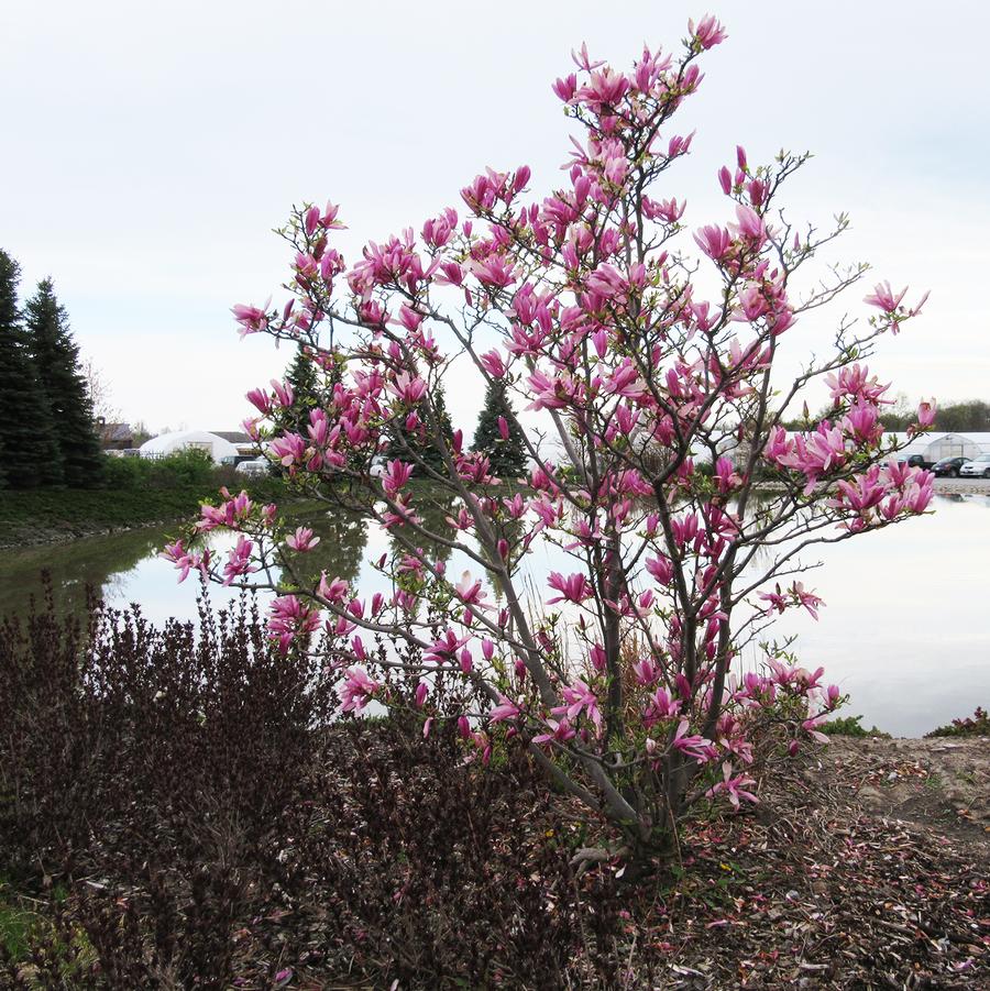 Magnolia 'Ann' - Ann Magnolia from Willowbrook Nurseries