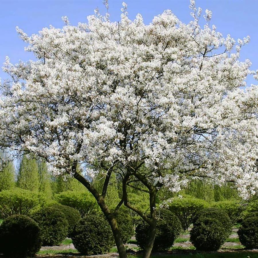 Amelanchier laevis 'Spring Flurry®' - Serviceberry from Willowbrook Nurseries