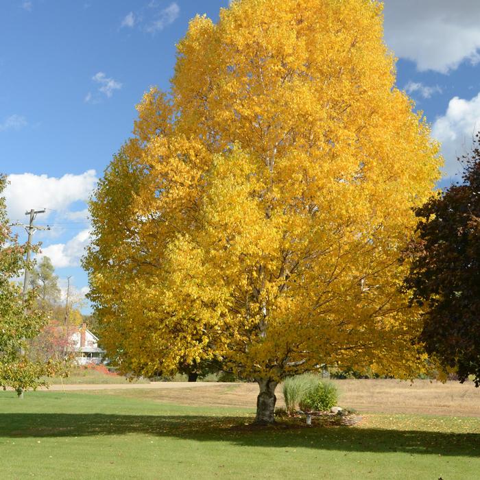 Betula papyrifera 