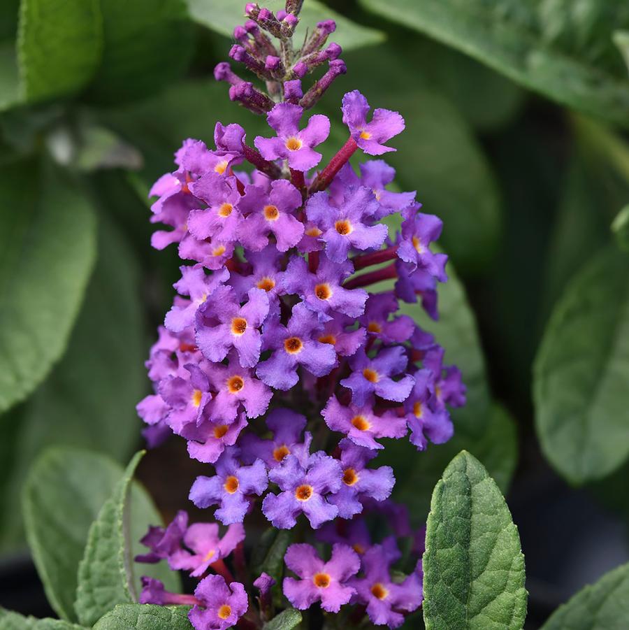 Buddleia davidii Chrysalis™ 'Blue' - Chrysalis® Blue Butterfly Bush from Willowbrook Nurseries