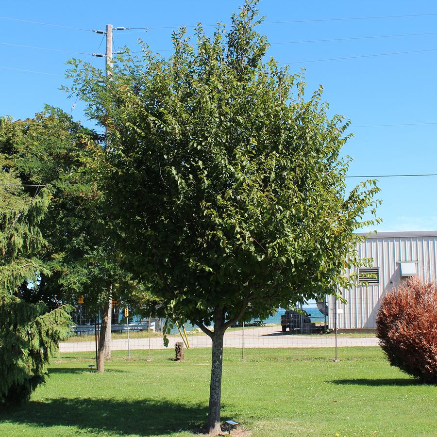 Carpinus caroliniana - American Hornbeam from Willowbrook Nurseries