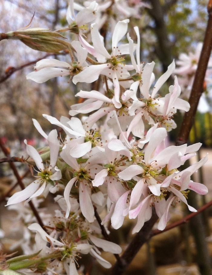 Amelanchier x grandiflora Robin Hill