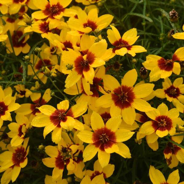 Coreopsis verticillata Designer Threads™ 'Golden Needles' - Golden Needles Tickseed from Willowbrook Nurseries