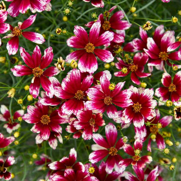 Coreopsis verticillata Designer Threads™ 'Heartstrings' - Threadleaf Coreopsis from Willowbrook Nurseries