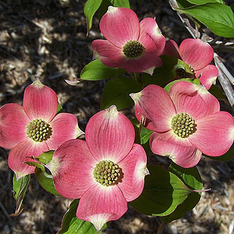 Cornus 'Stellar Pink®' - Stellar Pink® Dogwood from Willowbrook Nurseries