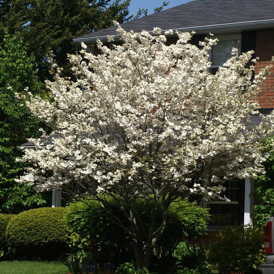 Cornus florida - Flowering Dogwood from Willowbrook Nurseries