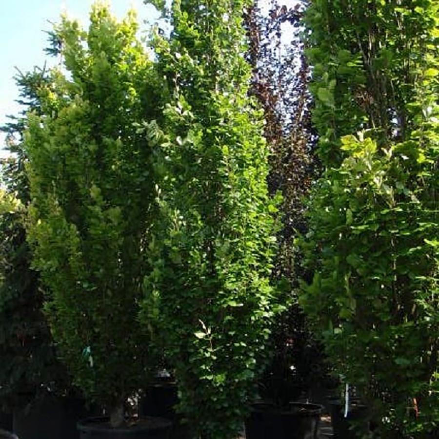 Fagus sylvatica 'Dawyck Green' - Dawyk Green Beech from Willowbrook Nurseries