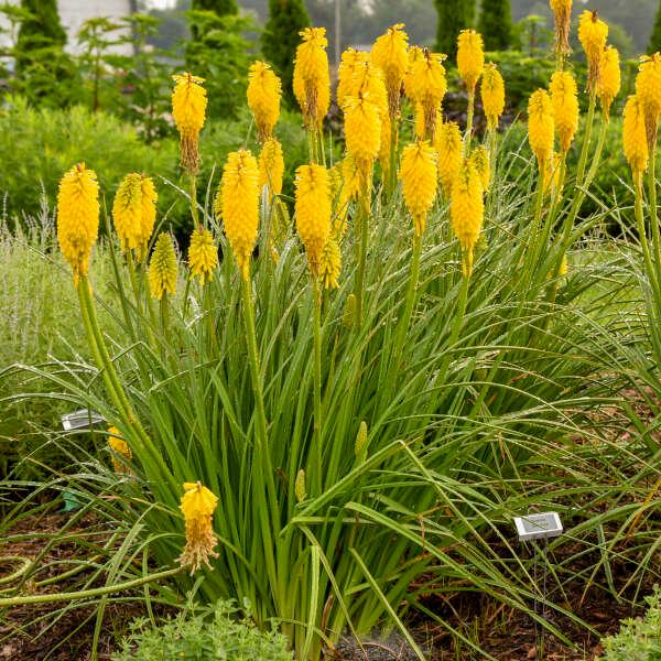 Kniphofia Pyromania™ 'Solar Flare' - Solar Flare Red Hot Poker from Willowbrook Nurseries