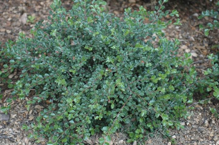 Cotoneaster apiculatus 