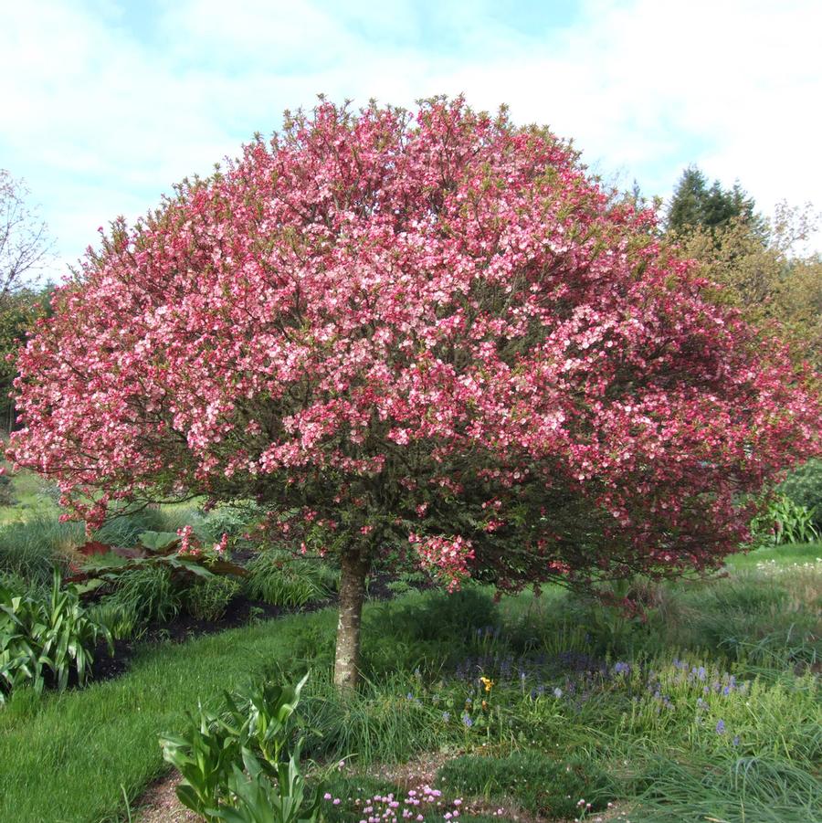 Malus 'Coralburst' - Coralburst Flowering Crabapple from Willowbrook Nurseries