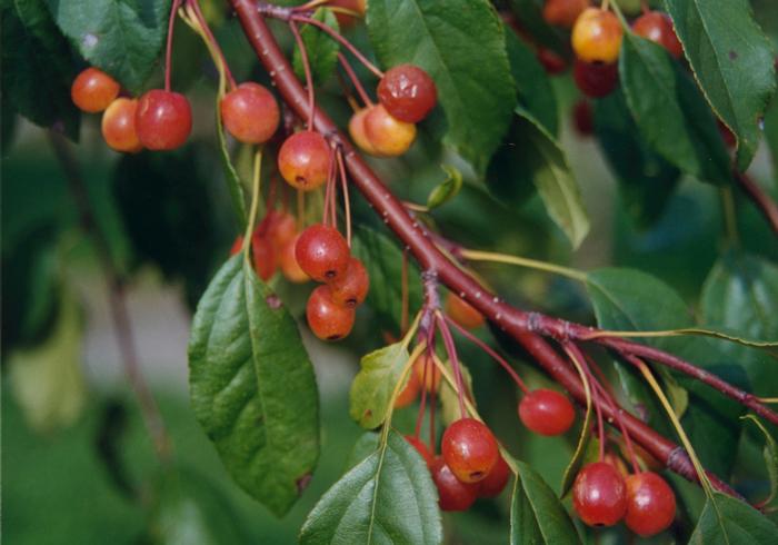 Malus Louisa