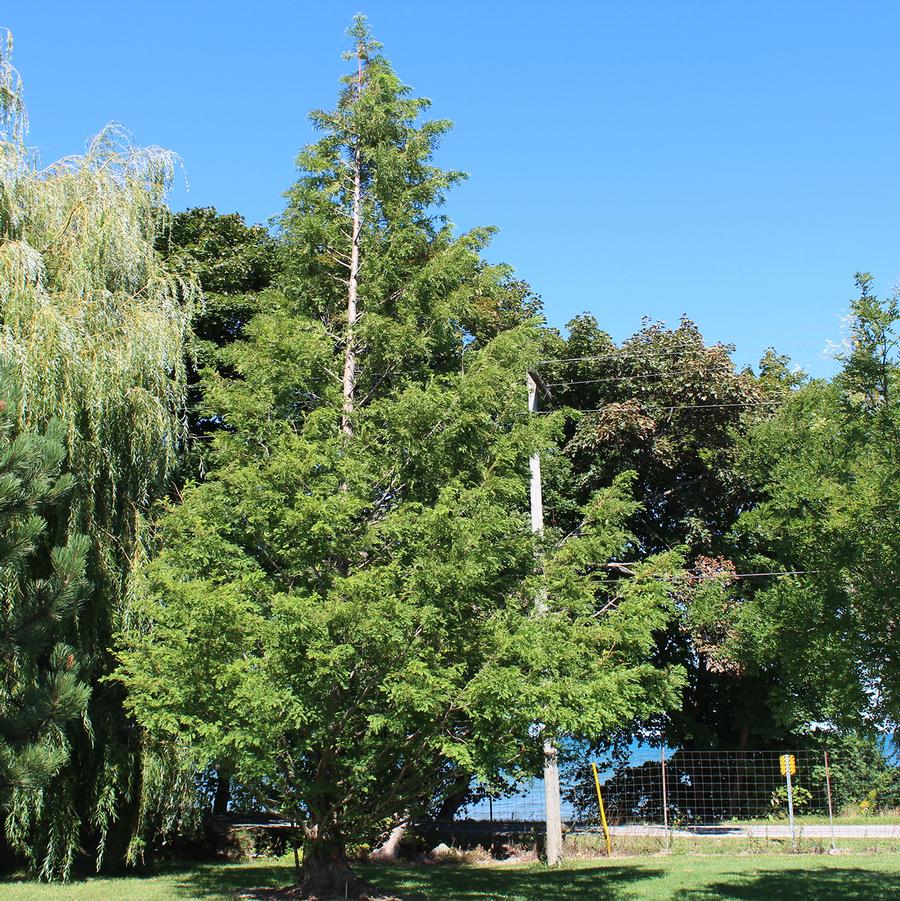 Metasequoia glyptostroboides - Dawn Redwood from Willowbrook Nurseries