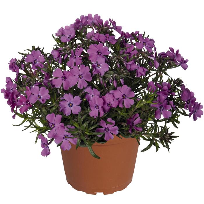 Phlox subulata Spring Purple