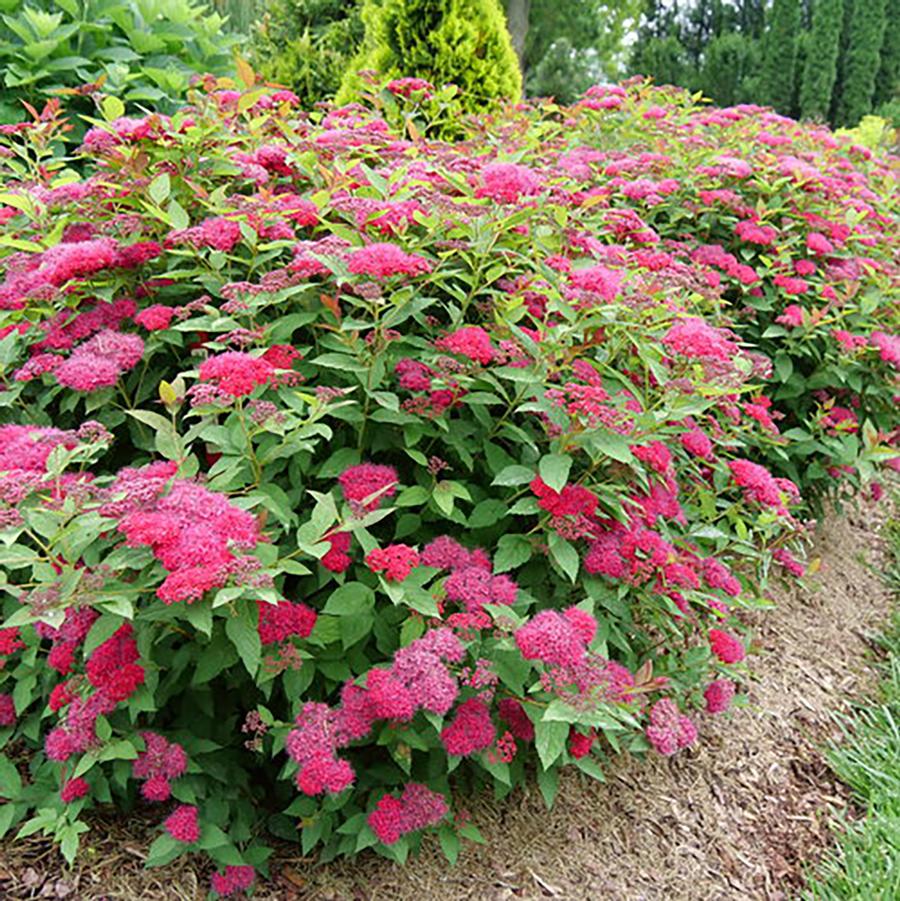 Spiraea Double Play 'Doozie®' - Doozie® Spirea from Willowbrook Nurseries