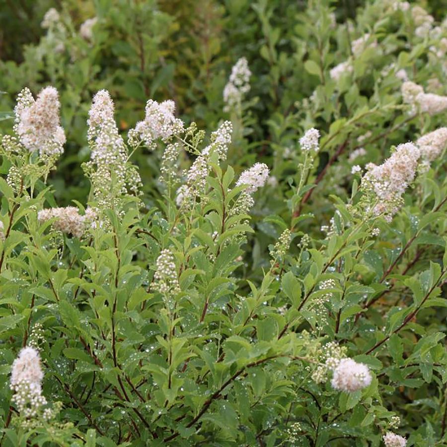 Spiraea alba var. latifolia - White Meadowsweet from Willowbrook Nurseries