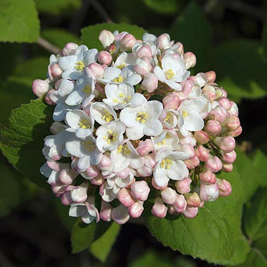 Viburnum carlesii - Koreanspice Viburnum from Willowbrook Nurseries