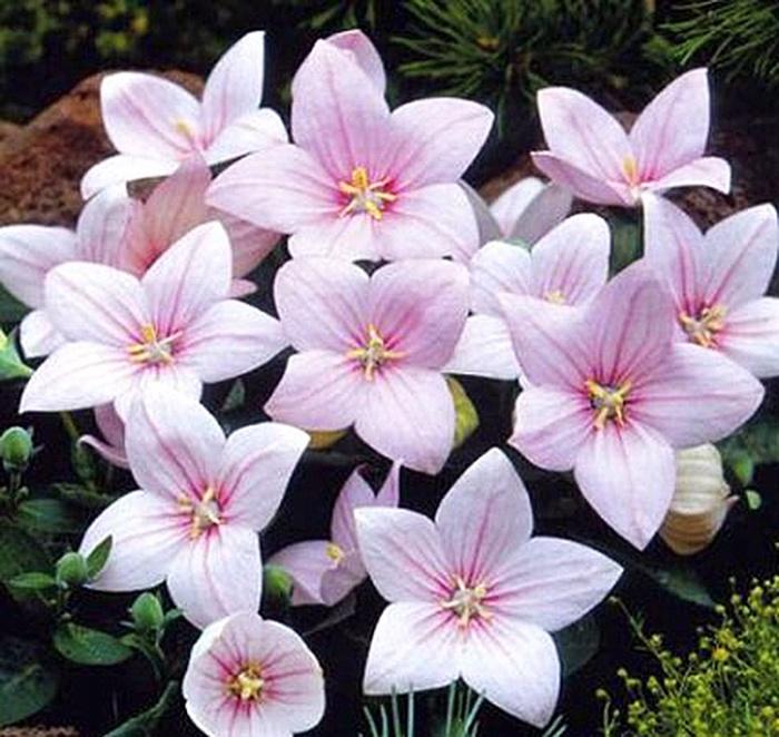 Platycodon grandiflorus Astra Pink