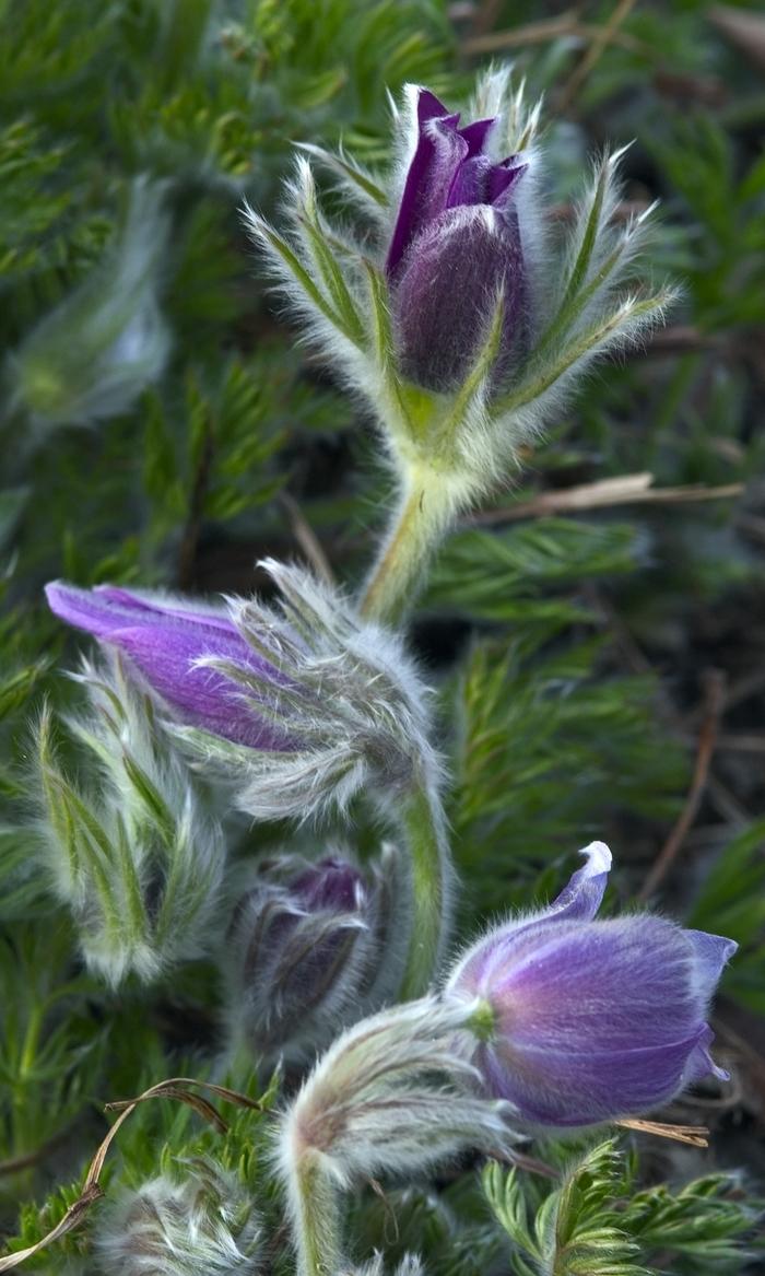 Pulsatilla vulgaris 