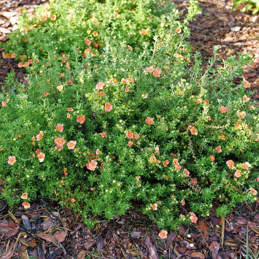 Potentilla fruticosa 'Happy Face®' - Happy Face® Orange Potentilla from Willowbrook Nurseries