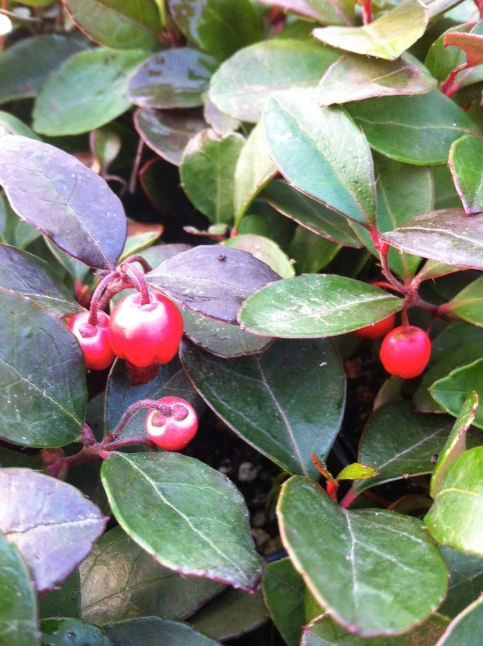 Gaultheria procumbens 