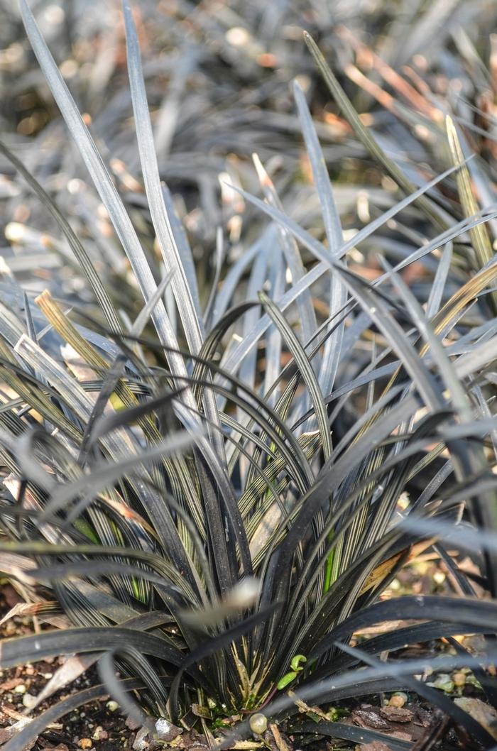 Ophiopogon planiscapus Nigrescens