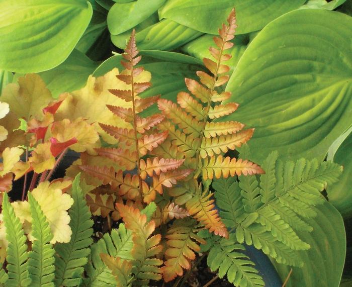 Dryopteris erythrosora Brilliance